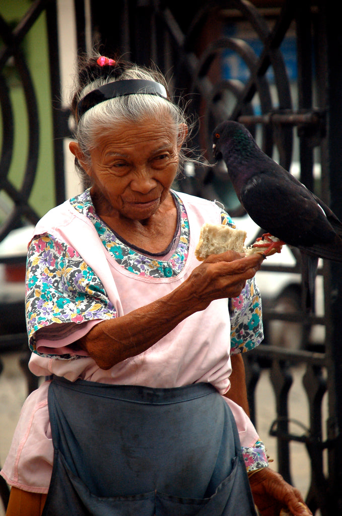 Lady and Pigeon: Observing The Activity In The Centro Of Campeche
