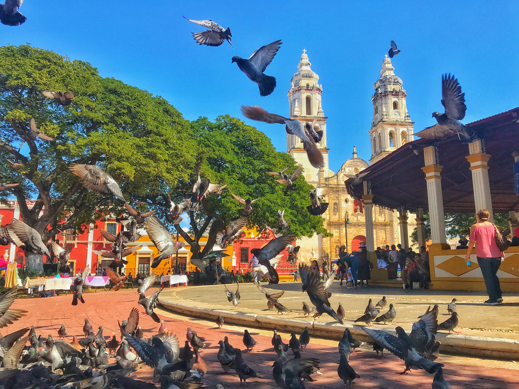 Pigeon Party: The Centro Of Campeche